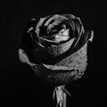 black rose